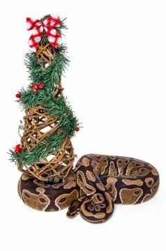 Ball python (Python regius) waiting for Santa under the Christmas tree; Studi Stock Photos