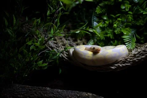 Ball Python (Python) staring at the camera surrounded by leaves on dark backgrou Photos
