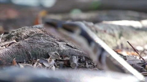 Ball Python Rack Focus HD 스톡 동영상 5504441