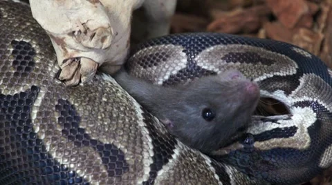 Ball Python Ready to Consume HD Stock Footage 7740878