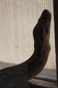 Ball Python (Reptile) Photos