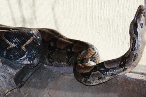 Ball Python (Reptile) Stock Photos