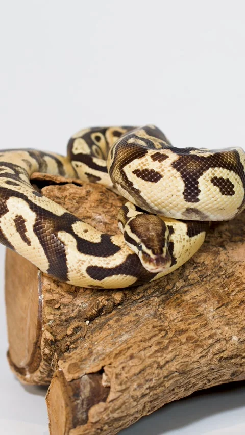 Ball python resting and moving slowly on wooden branch 스톡 동영상 325692965