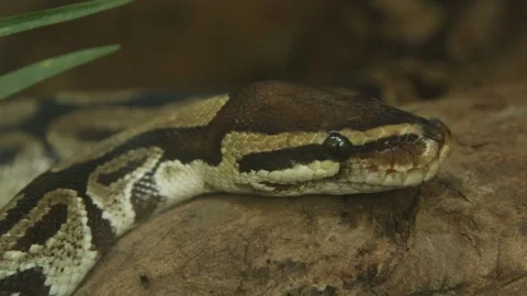 A ball python is resting on a branch Stock Footage 282412110