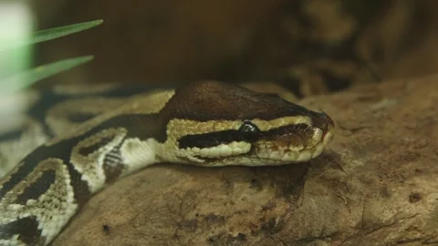 A ball python is resting on a branch Stock Footage 282412123