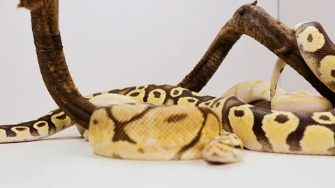 Ball Python Resting on Branch in Nimbin 스톡 동영상 312017660