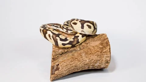 Ball Python Resting Coiled on Wooden Log in Studio Stock Footage 324688372