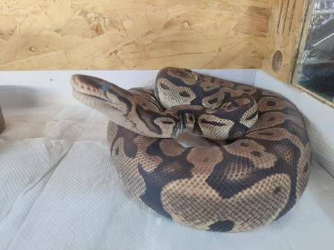 Ball python resting on a light surface within a terrarium. 스톡 사진