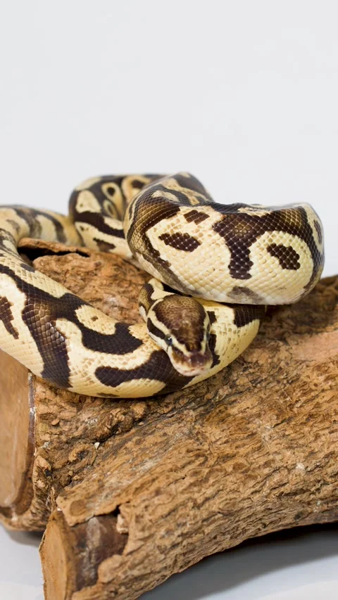 Ball Python Resting on Log in Studio Close-Up Video stock 325958951