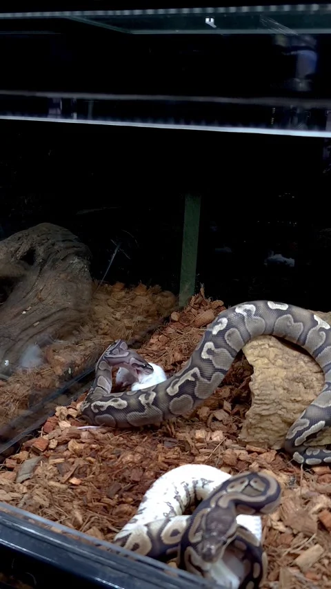 A ball python is searching for the best position to swallow a white rat. 스톡 동영상 321219562