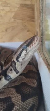 Ball python shedding inside a wooden terrarium. Foto stock