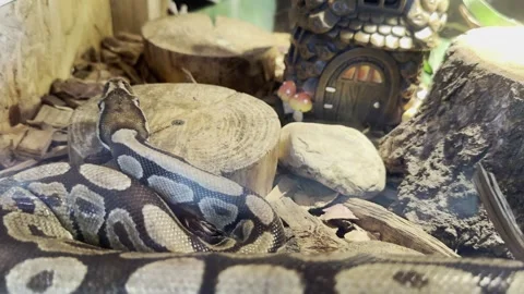 Ball python slithering in terrarium tank with wooden logs decoration Stock Footage 340079778