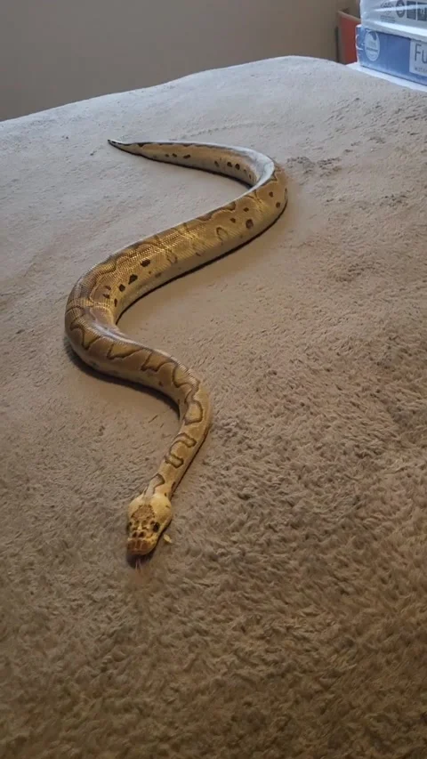 Ball Python Slithers on Fleece Blanket, Kamloops, British Columbia, Canada - 02  스톡 동영상 242719243