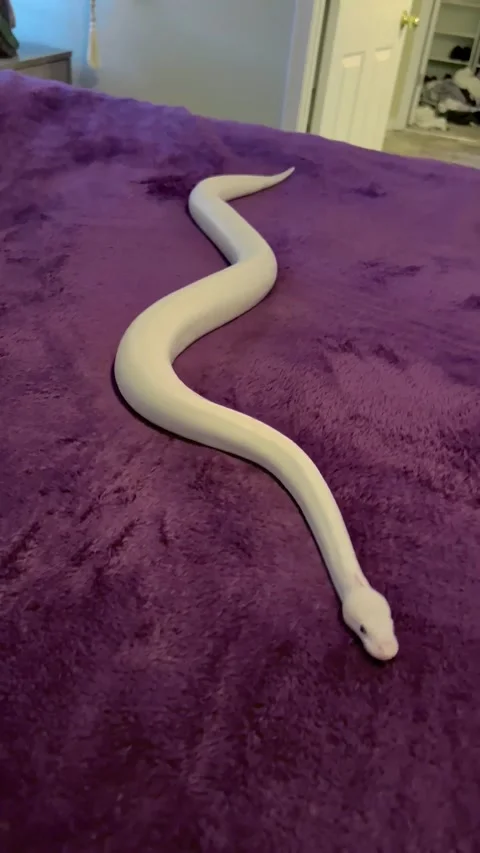 Ball Python Slithers on Microfiber Blanket, usa - 15 Dec 2022 動画素材 236324997
