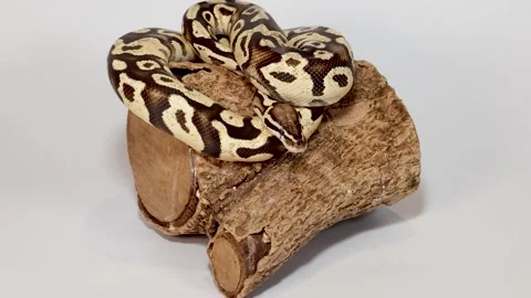 Ball Python Slowly Coiling on Wooden Log in Studio Video stock 324025660