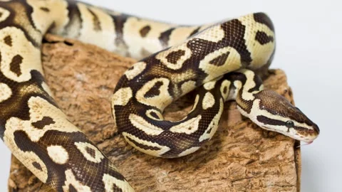 Ball Python Slowly Crawling Over Cork Bark Perch Stock Footage 324352580