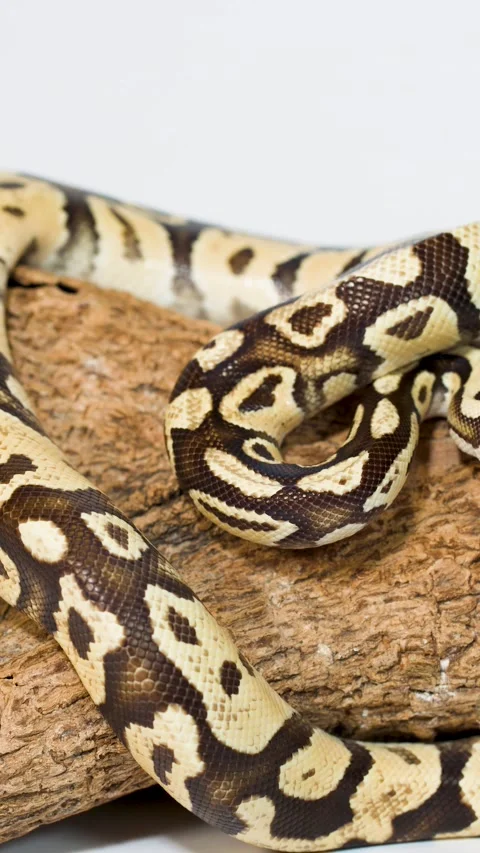 Ball Python Slowly Crawling Over Wooden Log in Studio Stock Footage 324688426