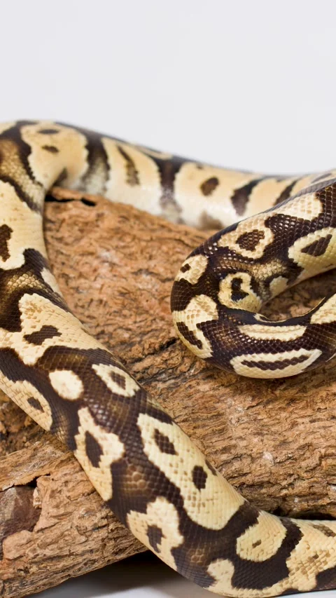 Ball python slowly crawling over wooden branch in studio Stock Footage 325164306