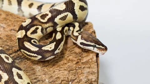 Ball Python Slowly Exploring Log in Studio Close-Up Video stock 327828218