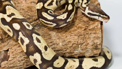 Ball python slowly exploring textured log in studio closeup Video stock 324938181