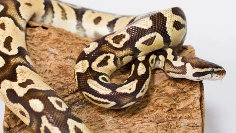 Ball python slowly exploring wooden perch in studio closeup Stock Footage 324685430