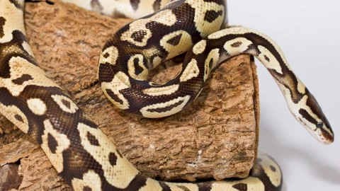 Ball python slowly exploring wooden log in studio Stock Footage 325258365