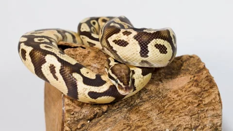 Ball Python Slowly Moving While Coiled On Wooden Perch 스톡 동영상 324029643