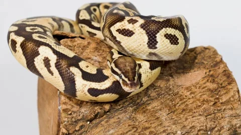 Ball Python Slowly Moving While Coiled On Wooden Log Video stock 324350278