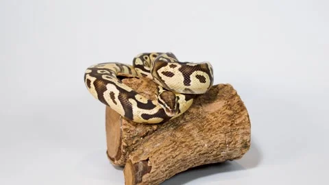 Ball python slowly moving on wooden log in studio Stock Footage 324027258