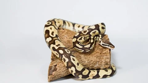 Ball python slowly moving on wooden log in studio Video stock 324685428