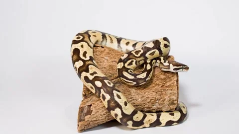 Ball python slowly moving on wooden log in studio Stock-Footage 324883653
