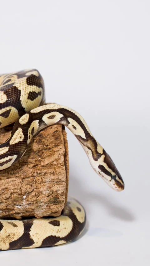 Ball python slowly slithering over wooden log prop Video stock 324844391