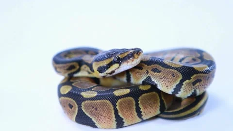 Ball Python Snake Close-Up Studio Shot, Reptile, Exotic Pet 스톡 동영상 310650062