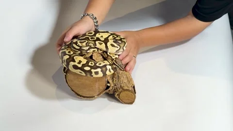 Ball Python Snake Coiled on Wood Log in Studio Setting Stock Footage 327249274