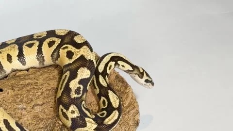 Ball Python Snake Coiled on Wood Log in Studio Setting Video stock 327629196