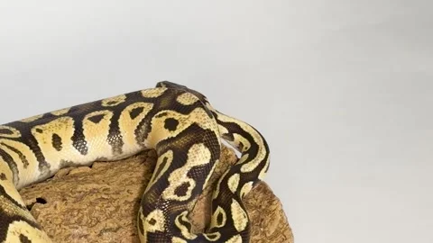 Ball Python Snake Coiled on Wood Log in Studio Setting Stock-Footage 327688664