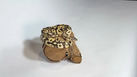 Ball Python Snake Coiled on a Wood Log in Studio Stock-Footage 327884637