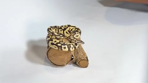 Ball Python Snake Coiled on Wood Log in Studio Setting Stock Footage 329261418