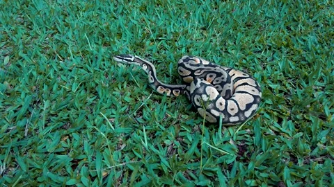 Ball python snake crawling slowly on green lawn grass outdoors in daylight. Vidéo 337806625