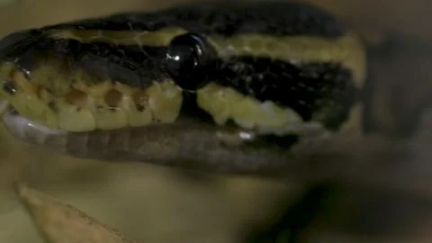 BALL PYTHON SNAKE Stock Footage 218275795
