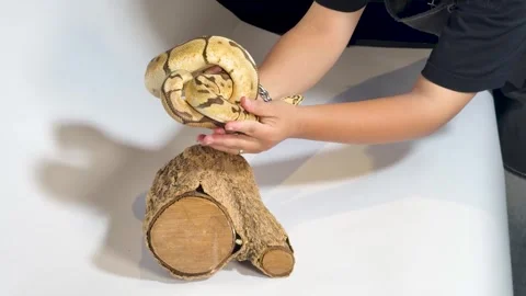 Ball Python Snake Held by Person in Studio Setting with Wood Log Stock Footage 327446421