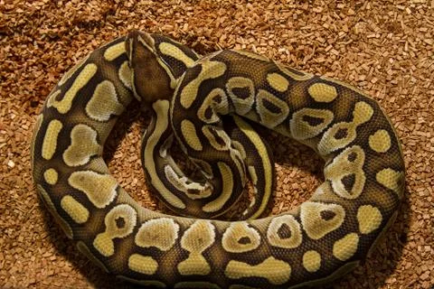 Ball python snake Stock-Fotos
