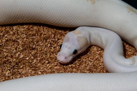 Ball python snake Stock-Fotos