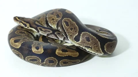 Ball python snake Python regius isolated on white background 스톡 동영상 241140899