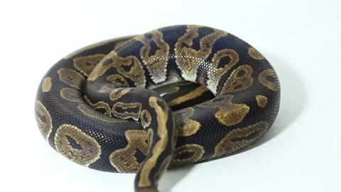 Ball python snake Python regius isolated on white background Stock Footage 241140906