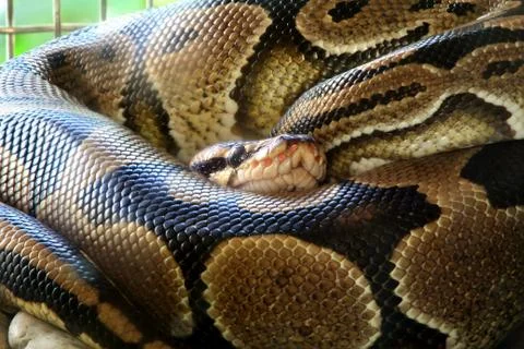 Ball python snake skin texture and pattern Photos