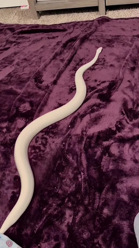 Ball Python Snake Sliding on Purple Blanket, usa - 18 Jun 2025 Video stock 313501440