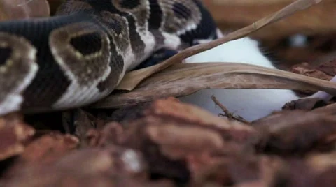 Ball Python Strangling White Mouse HD Stock Footage 7750225