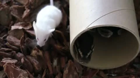 Ball Python Strike HD Stock Footage 8860935