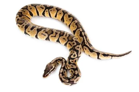 Ball python in studio Stock-Fotos